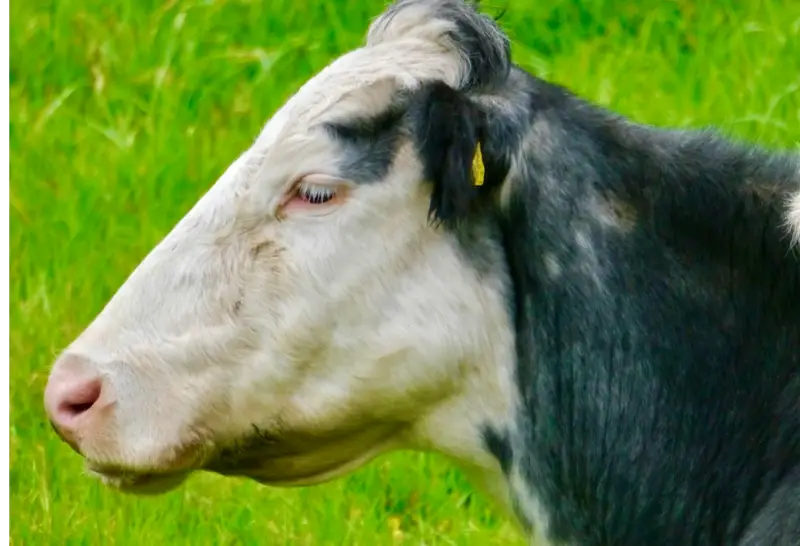 production agricole et d'élevage