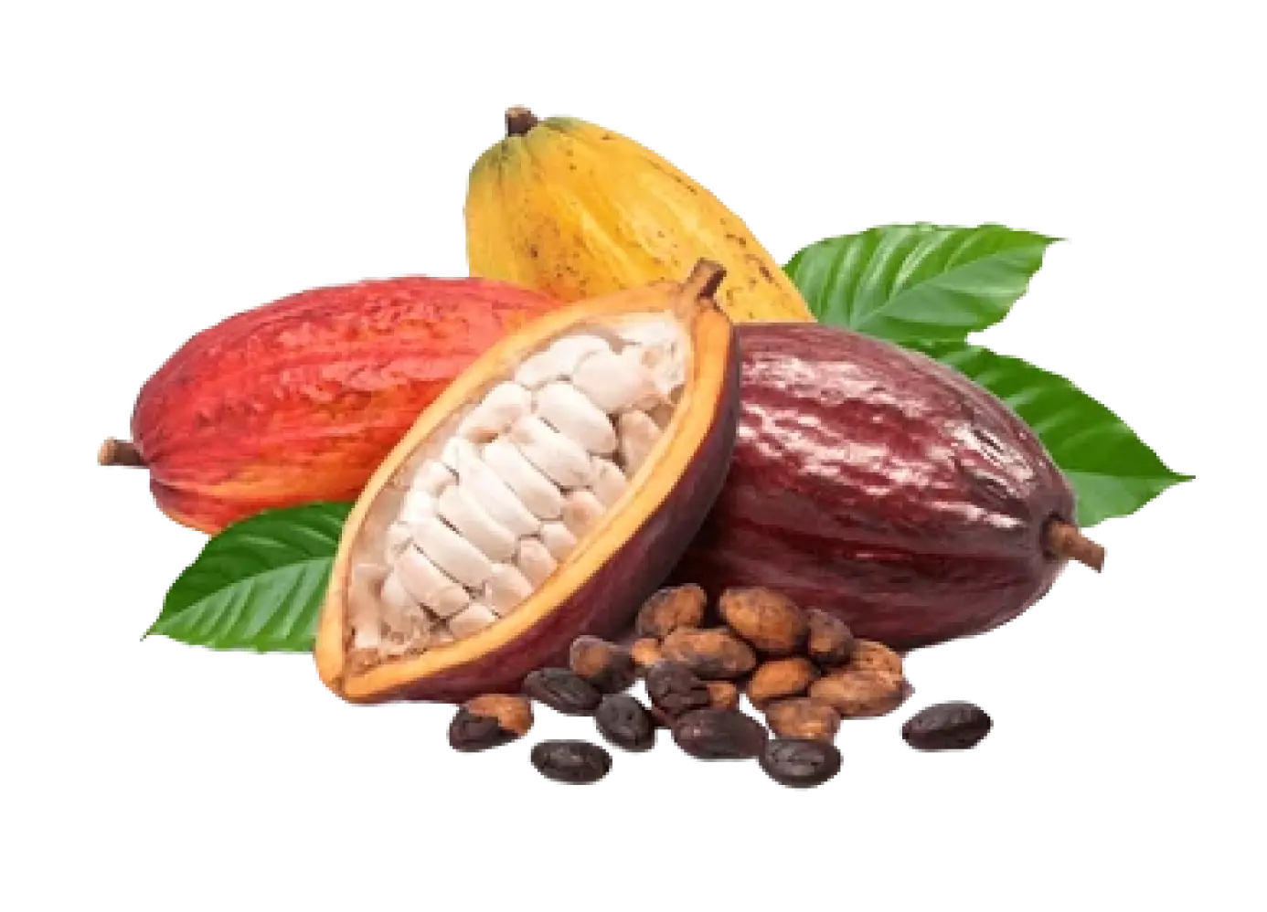 Cabosses de Cacao