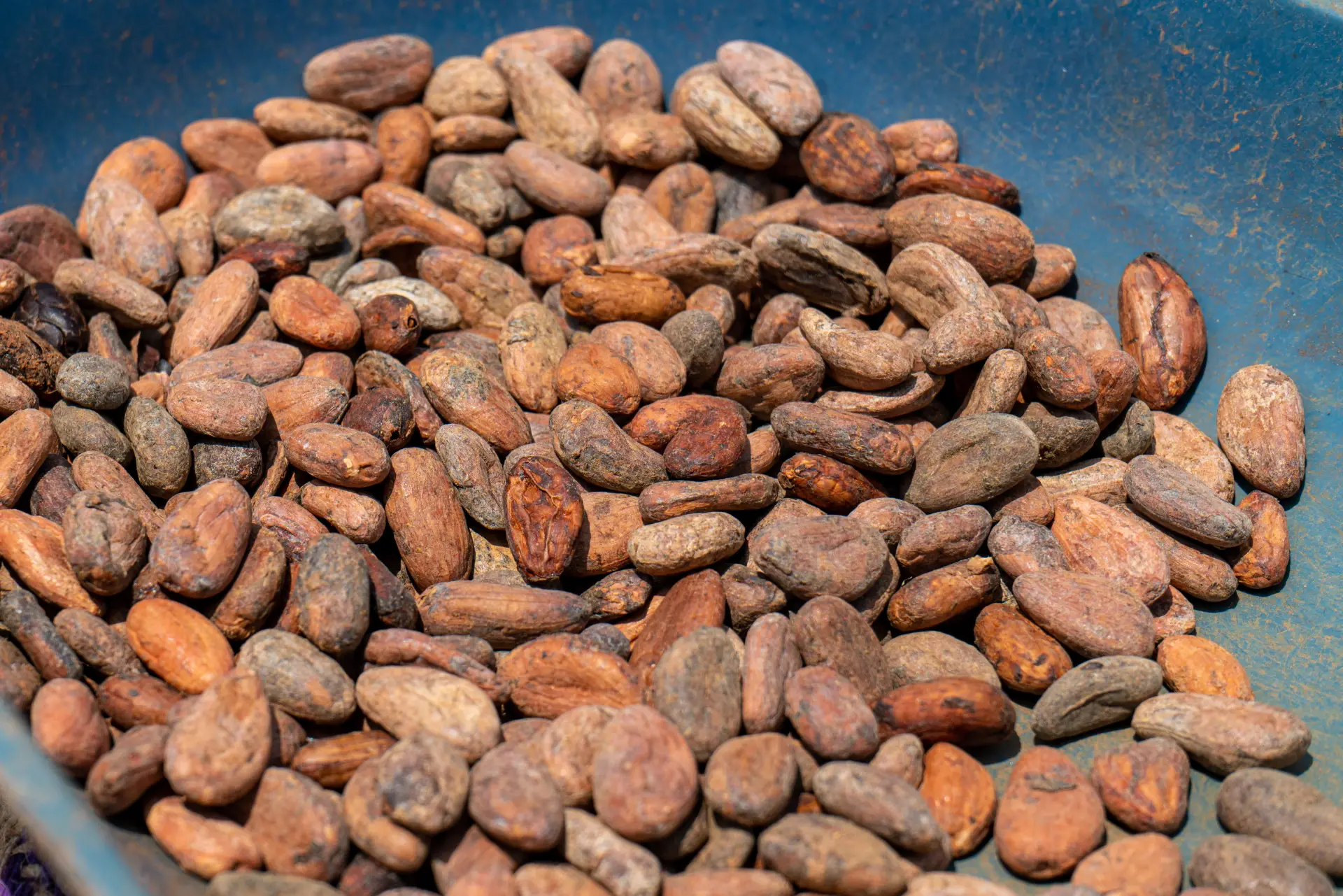 Séchage du cacao